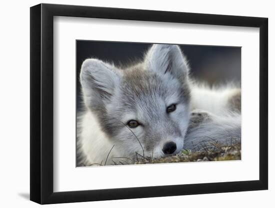 Arctic Fox (Alopex Lagopus) Portrait, Trygghamna, Svalbard, Norway, July-de la-Framed Photographic Print