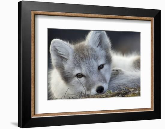 Arctic Fox (Alopex Lagopus) Portrait, Trygghamna, Svalbard, Norway, July-de la-Framed Photographic Print