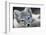 Arctic Fox (Alopex Lagopus) Portrait, Trygghamna, Svalbard, Norway, July-de la-Framed Photographic Print