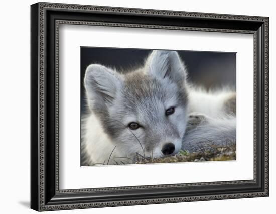 Arctic Fox (Alopex Lagopus) Portrait, Trygghamna, Svalbard, Norway, July-de la-Framed Photographic Print