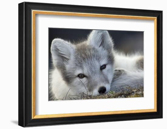 Arctic Fox (Alopex Lagopus) Portrait, Trygghamna, Svalbard, Norway, July-de la-Framed Photographic Print