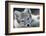 Arctic Fox (Alopex Lagopus) Portrait, Trygghamna, Svalbard, Norway, July-de la-Framed Photographic Print