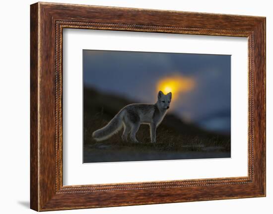 Arctic Fox (Alopex - Vulpes Lagopus) At Sunset, During Moult From Grey Summer Fur To Winter White-Andy Trowbridge-Framed Photographic Print