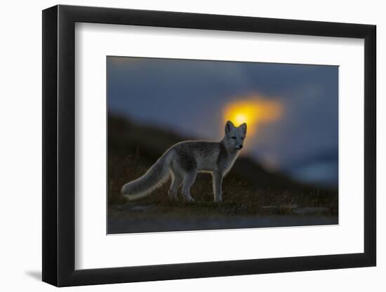 Arctic Fox (Alopex - Vulpes Lagopus) At Sunset, During Moult From Grey Summer Fur To Winter White-Andy Trowbridge-Framed Photographic Print