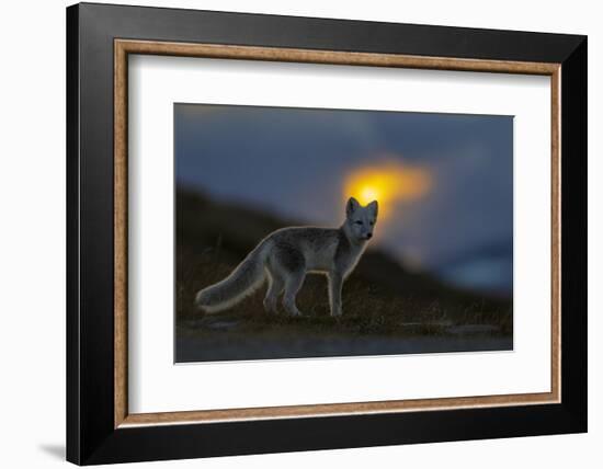 Arctic Fox (Alopex - Vulpes Lagopus) At Sunset, During Moult From Grey Summer Fur To Winter White-Andy Trowbridge-Framed Photographic Print