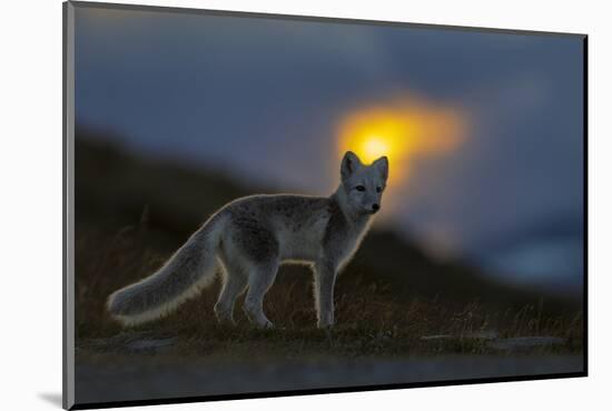 Arctic Fox (Alopex - Vulpes Lagopus) At Sunset, During Moult From Grey Summer Fur To Winter White-Andy Trowbridge-Mounted Photographic Print