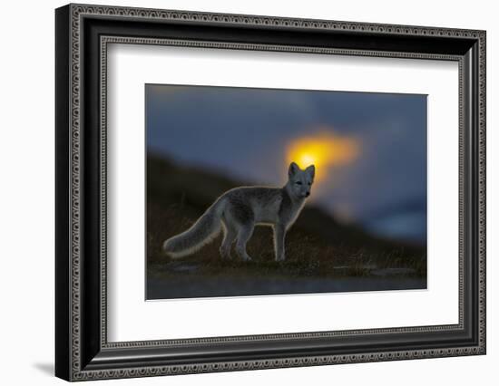 Arctic Fox (Alopex - Vulpes Lagopus) At Sunset, During Moult From Grey Summer Fur To Winter White-Andy Trowbridge-Framed Photographic Print