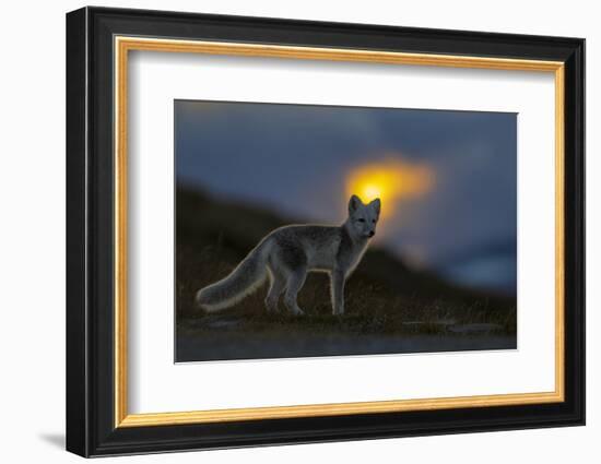 Arctic Fox (Alopex - Vulpes Lagopus) At Sunset, During Moult From Grey Summer Fur To Winter White-Andy Trowbridge-Framed Photographic Print