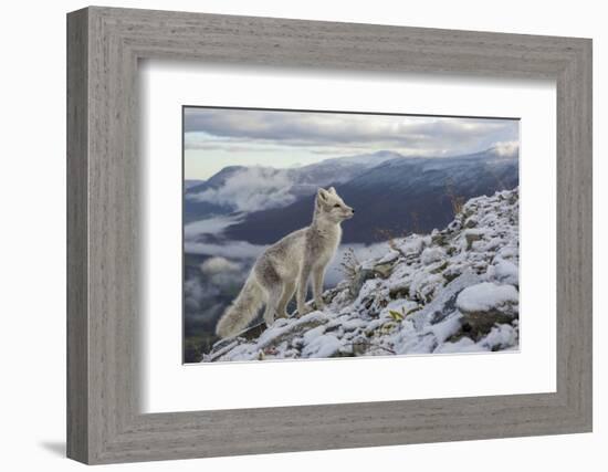 Arctic Fox (Alopex - Vulpes Lagopus) Standing On Ridge-Andy Trowbridge-Framed Photographic Print