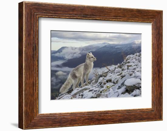 Arctic Fox (Alopex - Vulpes Lagopus) Standing On Ridge-Andy Trowbridge-Framed Photographic Print