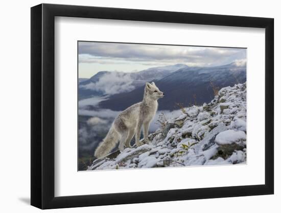 Arctic Fox (Alopex - Vulpes Lagopus) Standing On Ridge-Andy Trowbridge-Framed Photographic Print