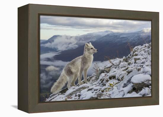 Arctic Fox (Alopex - Vulpes Lagopus) Standing On Ridge-Andy Trowbridge-Framed Premier Image Canvas
