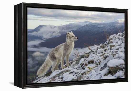 Arctic Fox (Alopex - Vulpes Lagopus) Standing On Ridge-Andy Trowbridge-Framed Premier Image Canvas