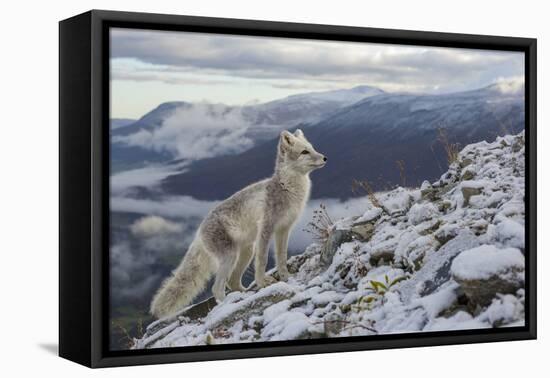 Arctic Fox (Alopex - Vulpes Lagopus) Standing On Ridge-Andy Trowbridge-Framed Premier Image Canvas