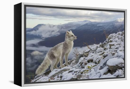 Arctic Fox (Alopex - Vulpes Lagopus) Standing On Ridge-Andy Trowbridge-Framed Premier Image Canvas