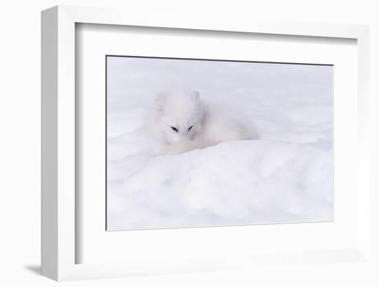 Arctic Fox camouflaged in the Snow-Art Wolfe-Framed Photographic Print