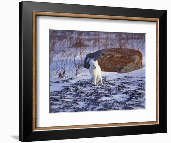 Arctic Fox, Churchill, Manitoba, Canada-Art Wolfe-Framed Photographic Print