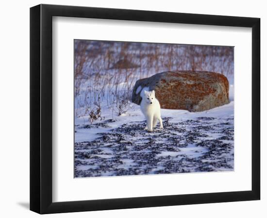 Arctic Fox, Churchill, Manitoba, Canada-Art Wolfe-Framed Photographic Print