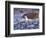 Arctic Fox, Churchill, Manitoba, Canada-Art Wolfe-Framed Photographic Print