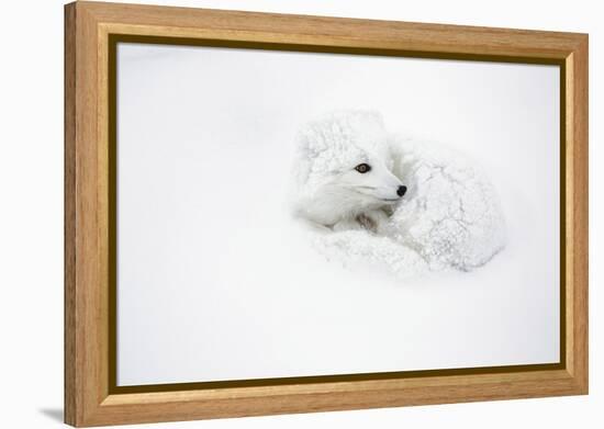 Arctic Fox Curled Up Churchil Wildlife Management Area Churchill, Mb-Richard ans Susan Day-Framed Premier Image Canvas