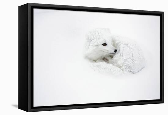 Arctic Fox Curled Up Churchil Wildlife Management Area Churchill, Mb-Richard ans Susan Day-Framed Premier Image Canvas