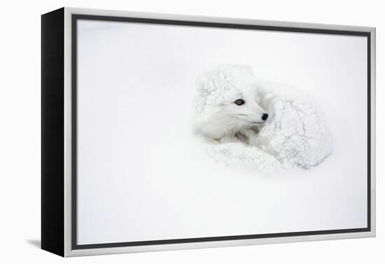 Arctic Fox Curled Up Churchil Wildlife Management Area Churchill, Mb-Richard ans Susan Day-Framed Premier Image Canvas