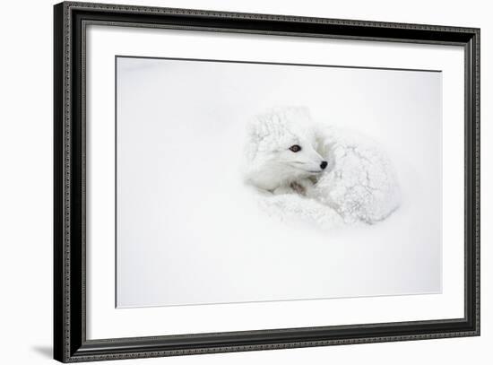 Arctic Fox Curled Up Churchil Wildlife Management Area Churchill, Mb-Richard ans Susan Day-Framed Photographic Print