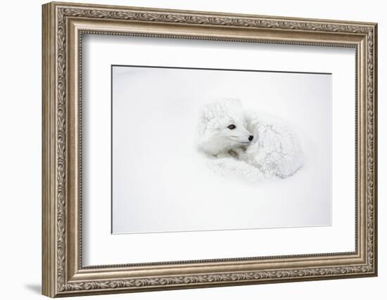 Arctic Fox Curled Up Churchil Wildlife Management Area Churchill, Mb-Richard ans Susan Day-Framed Photographic Print