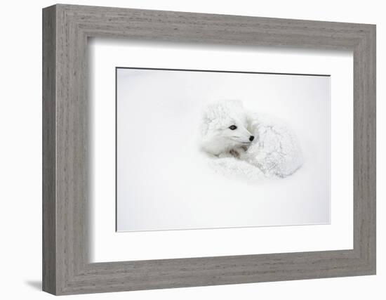 Arctic Fox Curled Up Churchil Wildlife Management Area Churchill, Mb-Richard ans Susan Day-Framed Photographic Print