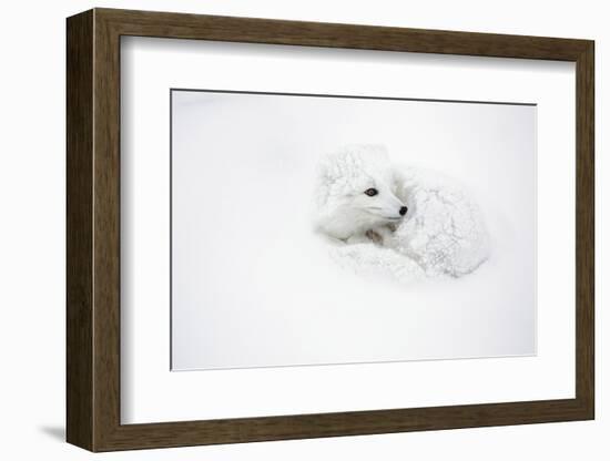 Arctic Fox Curled Up Churchil Wildlife Management Area Churchill, Mb-Richard ans Susan Day-Framed Photographic Print