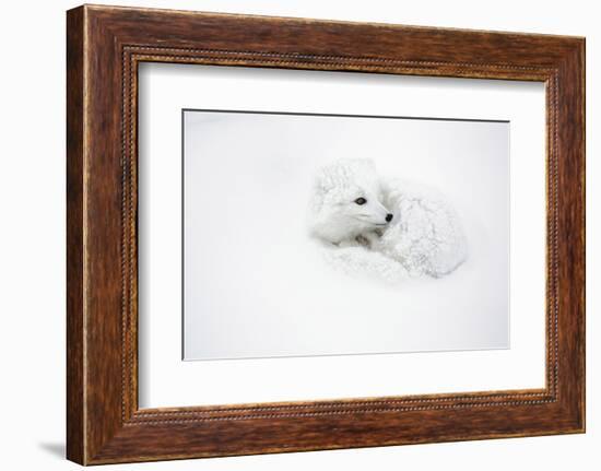 Arctic Fox Curled Up Churchil Wildlife Management Area Churchill, Mb-Richard ans Susan Day-Framed Photographic Print