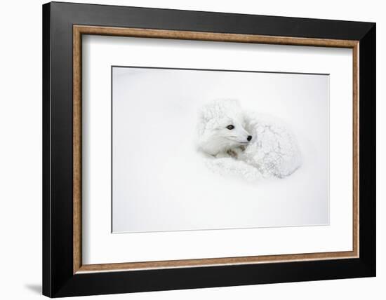 Arctic Fox Curled Up Churchil Wildlife Management Area Churchill, Mb-Richard ans Susan Day-Framed Photographic Print