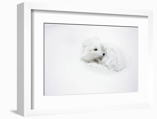 Arctic Fox Curled Up Churchil Wildlife Management Area Churchill, Mb-Richard ans Susan Day-Framed Photographic Print