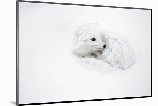 Arctic Fox Curled Up Churchil Wildlife Management Area Churchill, Mb-Richard ans Susan Day-Mounted Photographic Print