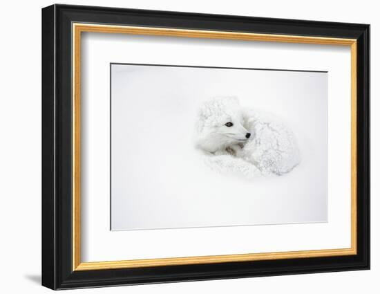 Arctic Fox Curled Up Churchil Wildlife Management Area Churchill, Mb-Richard ans Susan Day-Framed Photographic Print