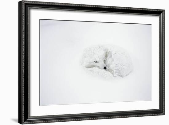 Arctic Fox Curled Up, Churchill Wildlife Area, Manitoba, Canada-Richard ans Susan Day-Framed Photographic Print