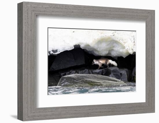 Arctic fox hunting along rocky shoreline, Svalbard, Norway-Mark Carwardine-Framed Photographic Print