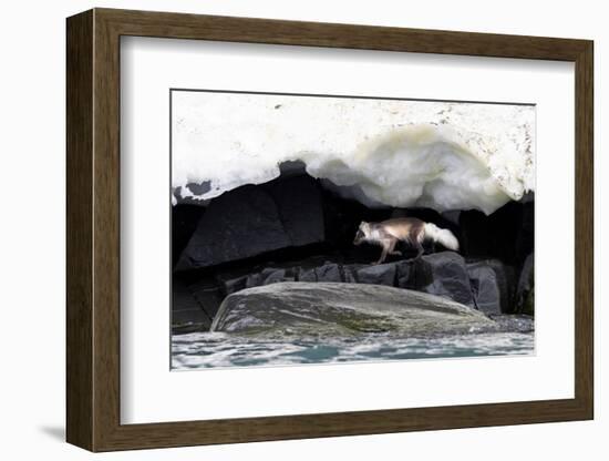 Arctic fox hunting along rocky shoreline, Svalbard, Norway-Mark Carwardine-Framed Photographic Print