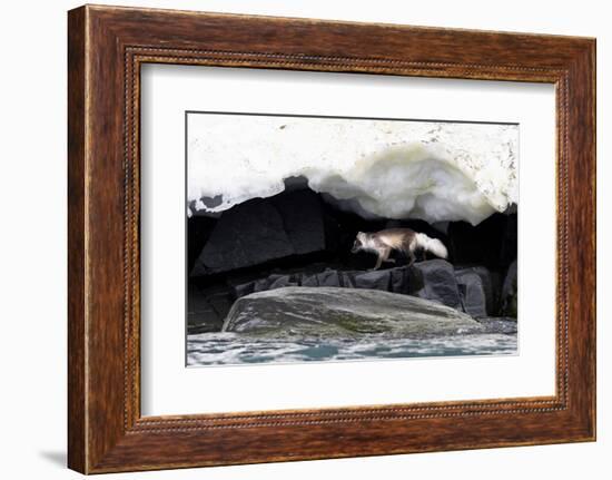 Arctic fox hunting along rocky shoreline, Svalbard, Norway-Mark Carwardine-Framed Photographic Print