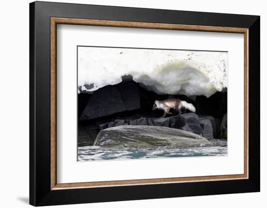 Arctic fox hunting along rocky shoreline, Svalbard, Norway-Mark Carwardine-Framed Photographic Print