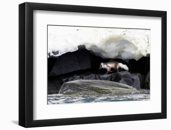 Arctic fox hunting along rocky shoreline, Svalbard, Norway-Mark Carwardine-Framed Photographic Print