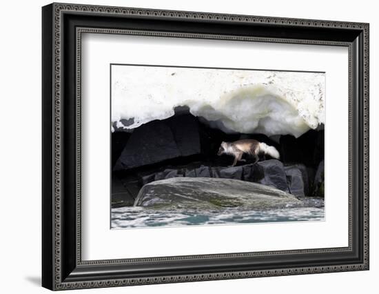 Arctic fox hunting along rocky shoreline, Svalbard, Norway-Mark Carwardine-Framed Photographic Print