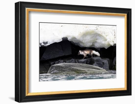 Arctic fox hunting along rocky shoreline, Svalbard, Norway-Mark Carwardine-Framed Photographic Print