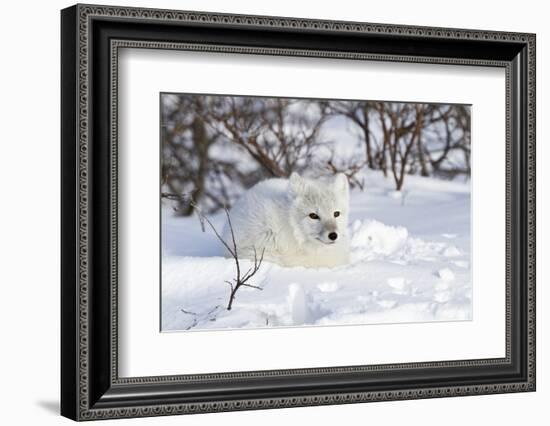 Arctic Fox in Snow, Churchill Wildlife Area, Manitoba, Canada-Richard ans Susan Day-Framed Photographic Print