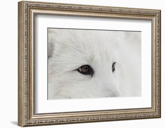 Arctic Fox in snow, Montana, Vulpes Fox.-Adam Jones-Framed Photographic Print