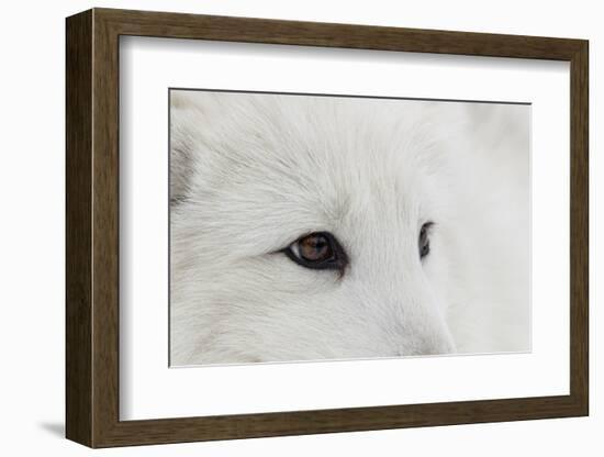 Arctic Fox in snow, Montana, Vulpes Fox.-Adam Jones-Framed Photographic Print