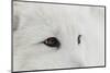 Arctic Fox in snow, Montana, Vulpes Fox.-Adam Jones-Mounted Photographic Print
