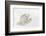 Arctic Fox in snow, Montana, Vulpes Fox.-Adam Jones-Framed Photographic Print