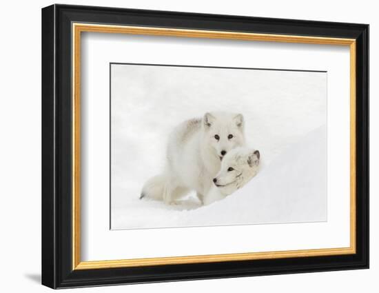 Arctic Fox in snow, Montana, Vulpes Fox.-Adam Jones-Framed Photographic Print