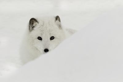 Arctic Fox In Snow Montana Photographic Print Adam Jones